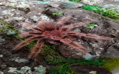 grammostola rosea RCF MM  tarantula 7-8 CM 